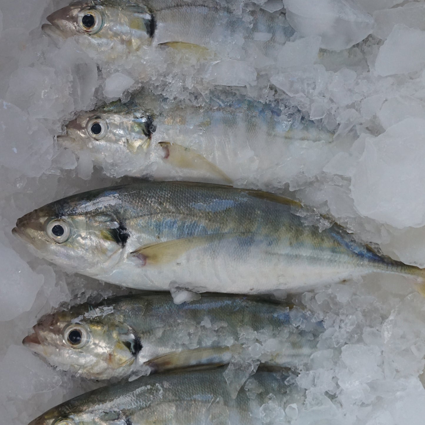 Selar ( yellowtail scad )