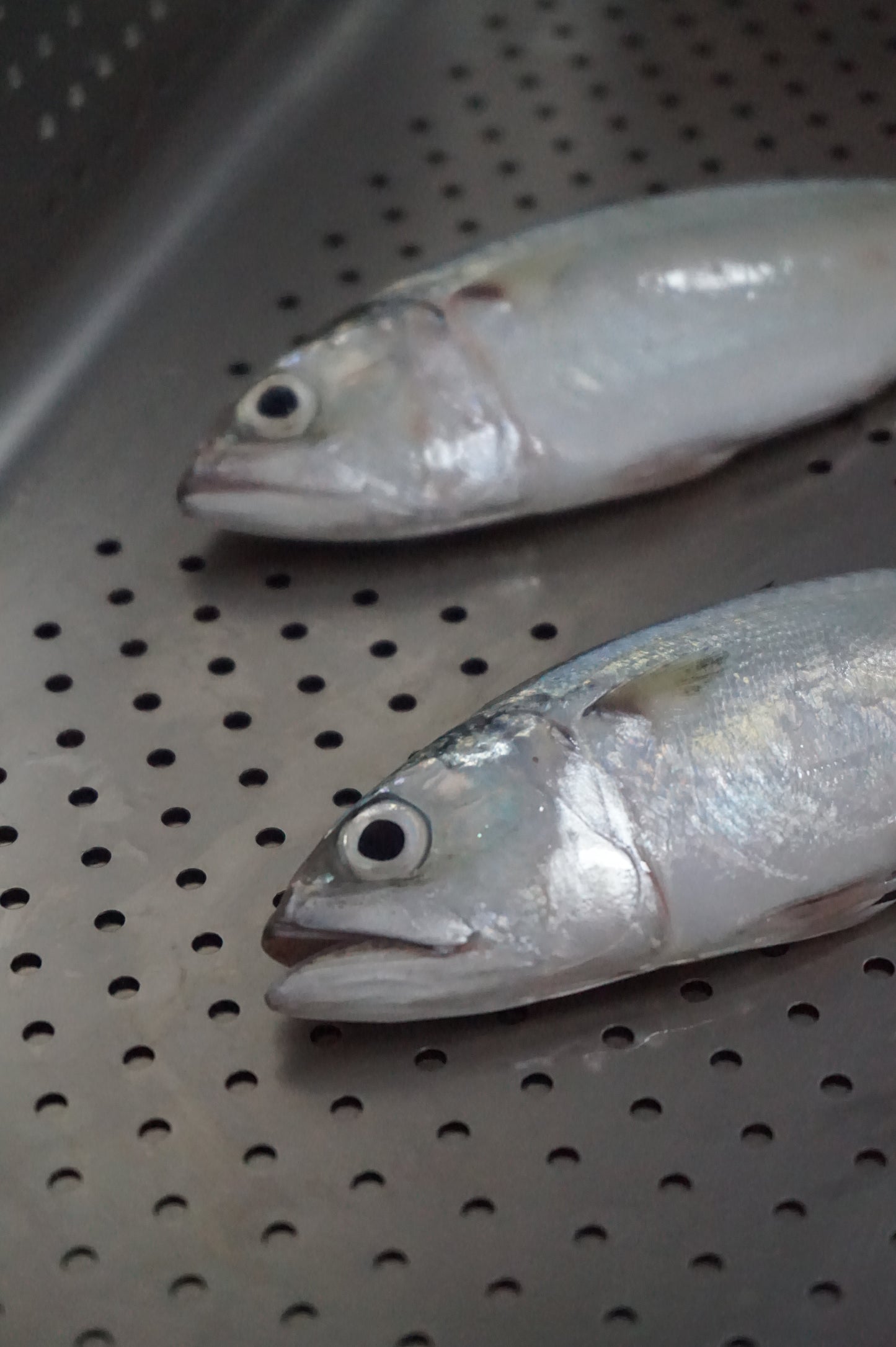 Ikan Kembung Utuh ( Sudah Dibersihkan )