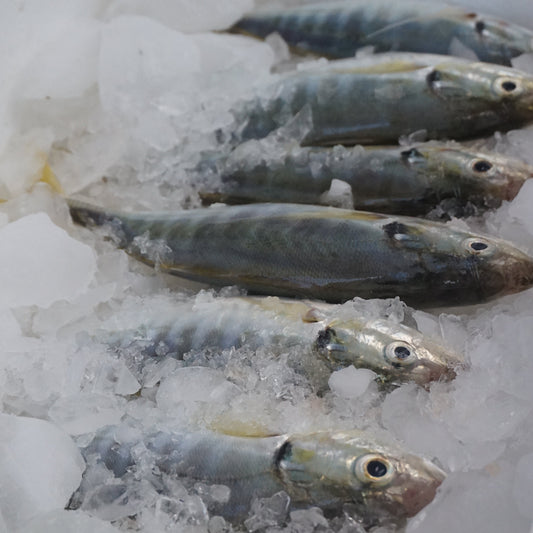 Selar ( yellowtail scad )