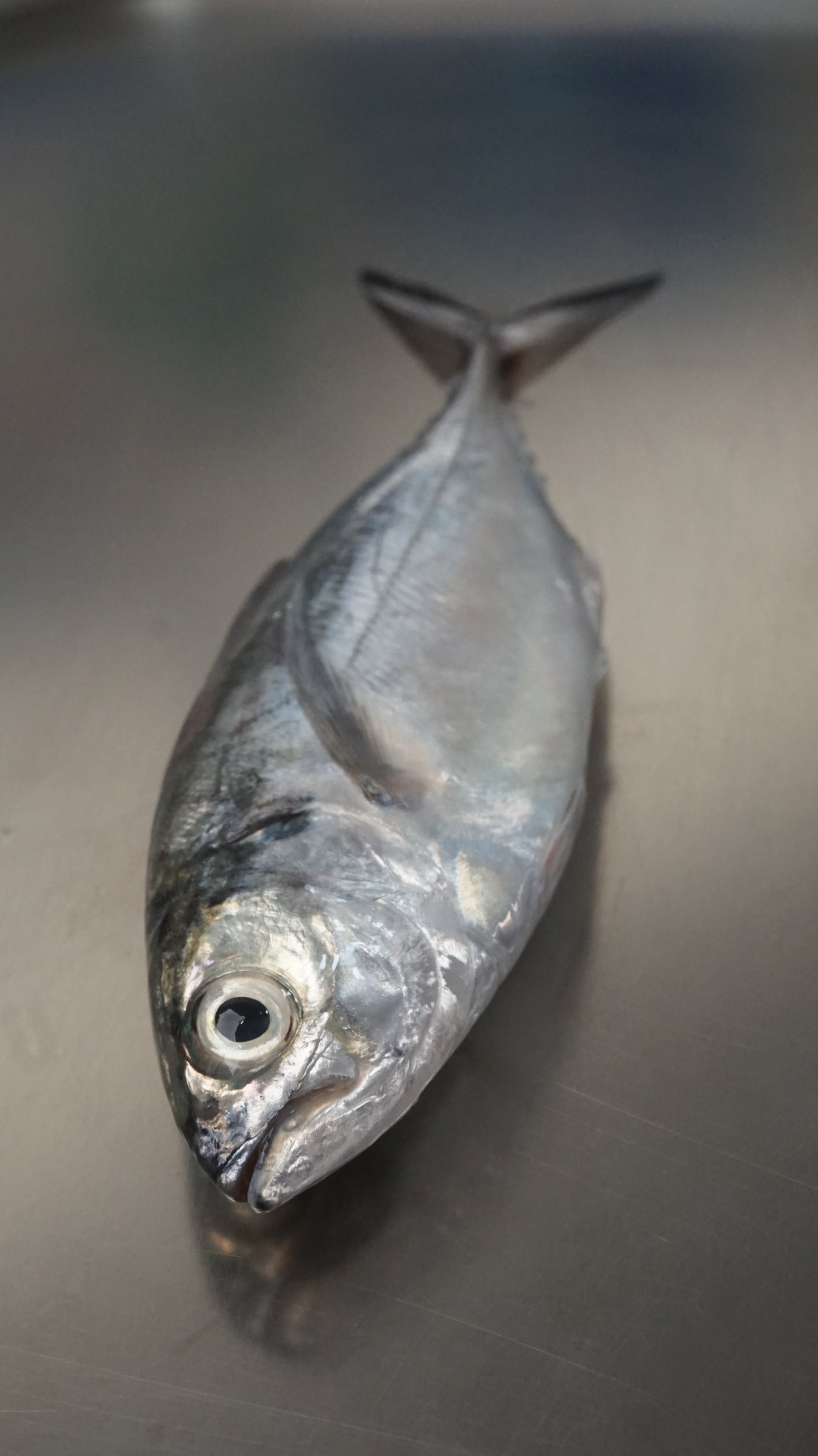 Ikan Selar Tetengkek Utuh - Torpedo Scad ( Sudah Dibersihkan )