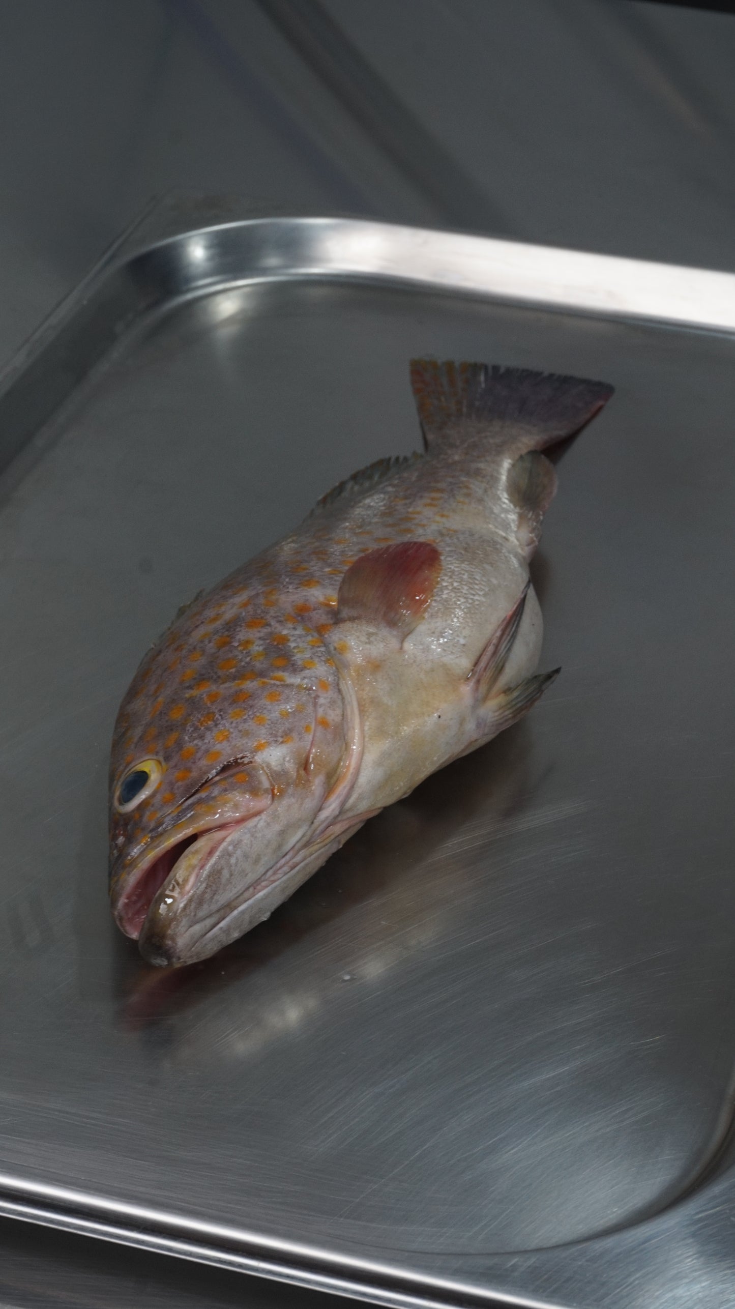 Kerapu Balong fillet