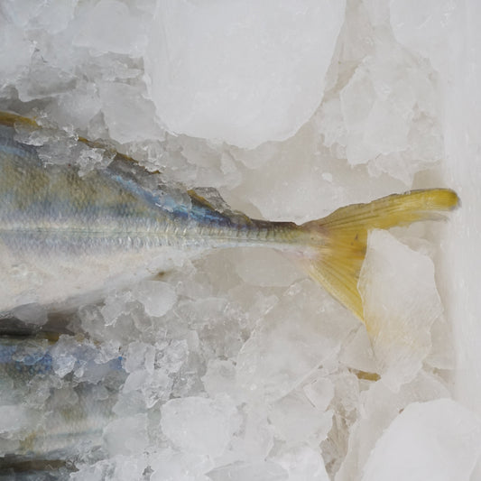 Selar ( yellowtail scad )