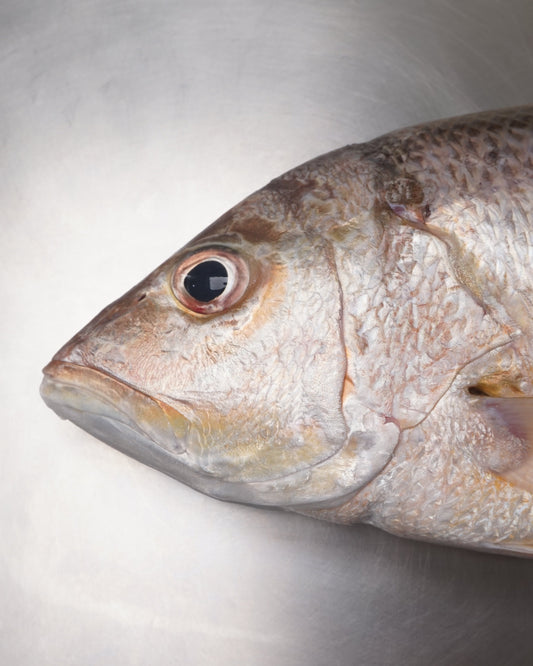 Fillet Ikan Kakap Emas - Jenaha