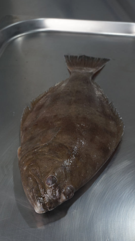 Fillet Halibut Tropis - Ikan Mata Sebelah