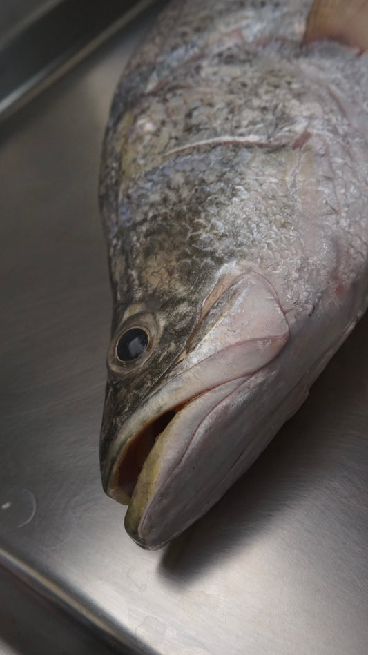 Fillet Ikan Kakap Putih Baramundi