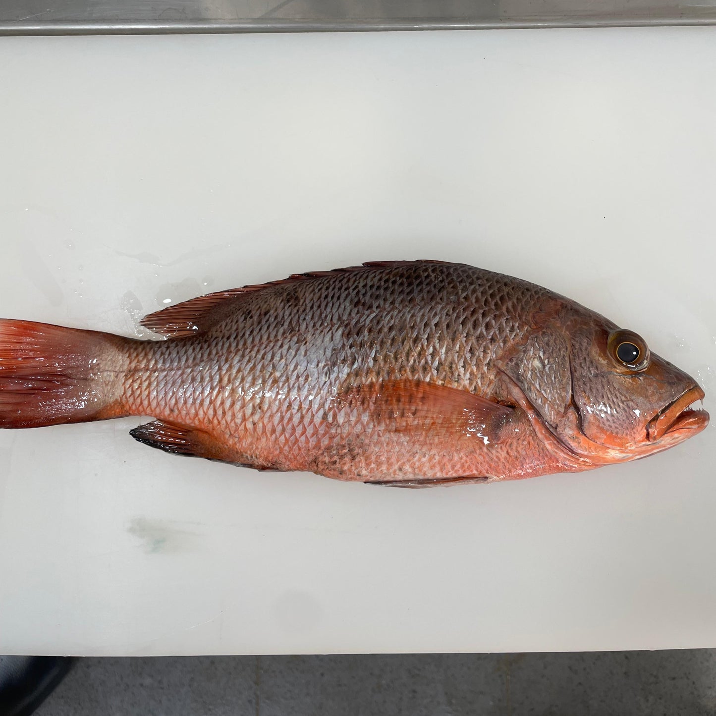 Kakap Merah Mangrove Utuh