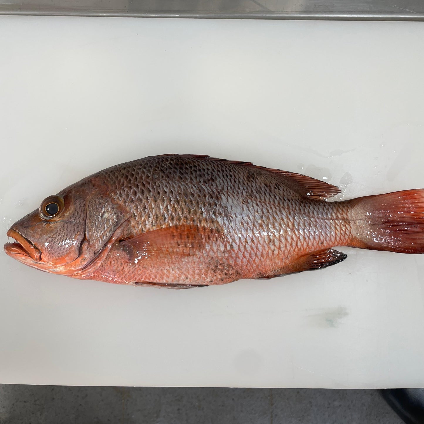 Filet ikan Kakap Merah Bakau - Mangrove Jack