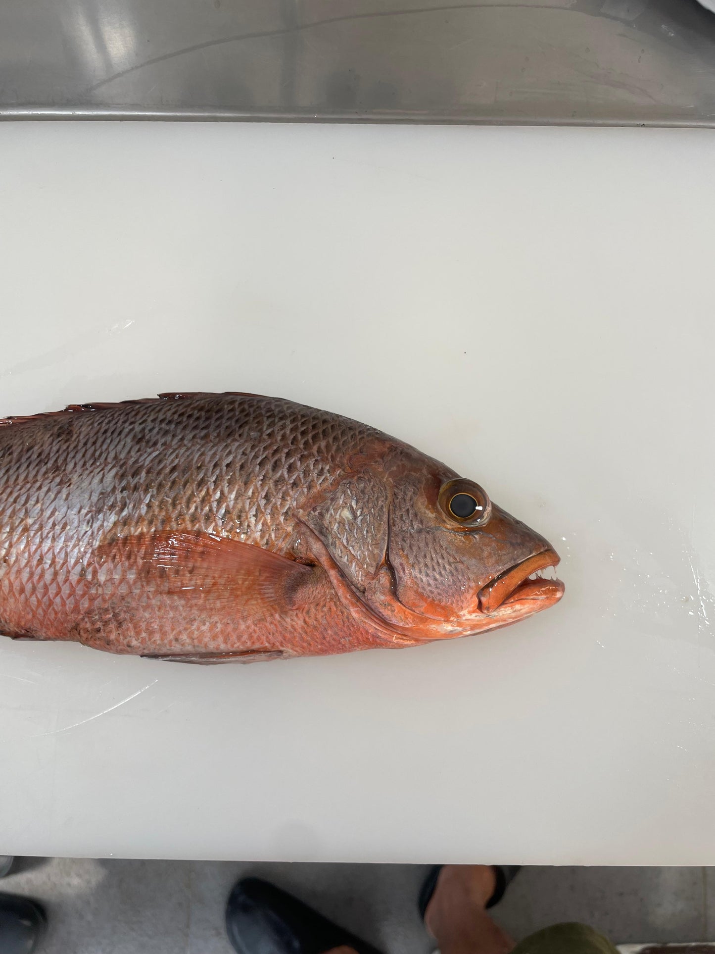 Kakap Merah Mangrove Utuh