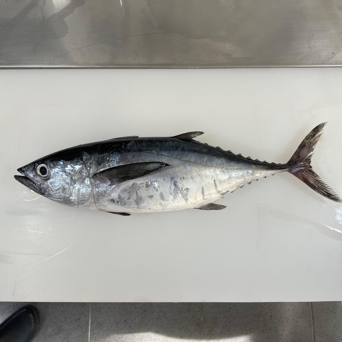 Tongkol abu Fillet