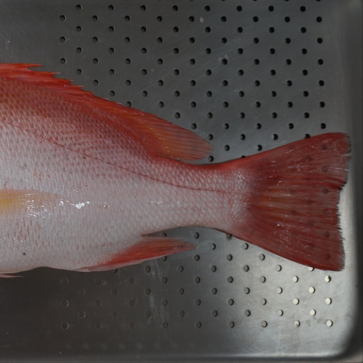 Kakap Merah Fillet Skin On