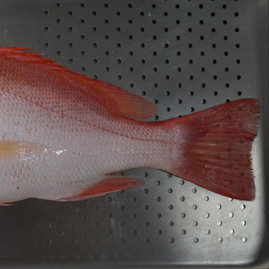 Ikan Kakap Merah Utuh