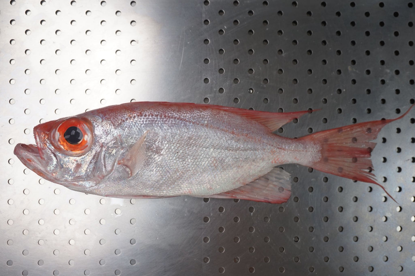 Swanggi Utuh (Priacanthus tayenus)