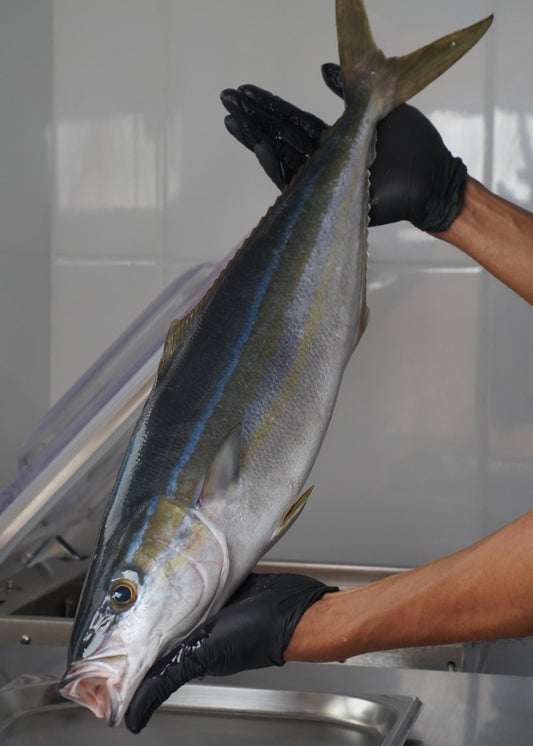 Fillet Ikan Laura / Tsumuburi / Rainbow Runner / Salmon Jawa