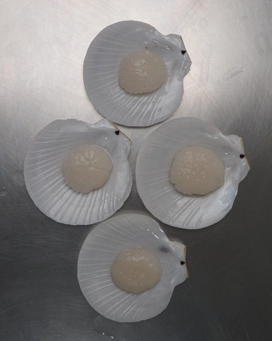 Kerang Simping Half shell