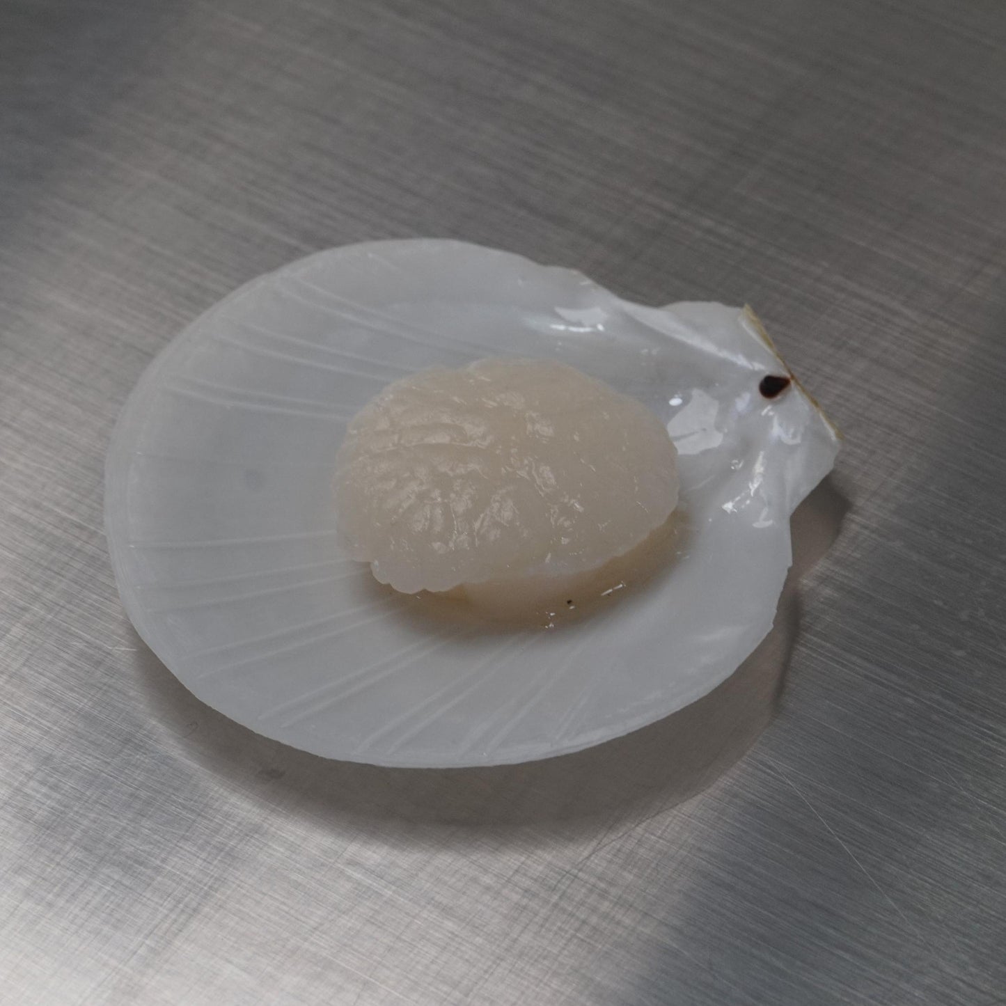 Kerang Simping Satu Cangkang