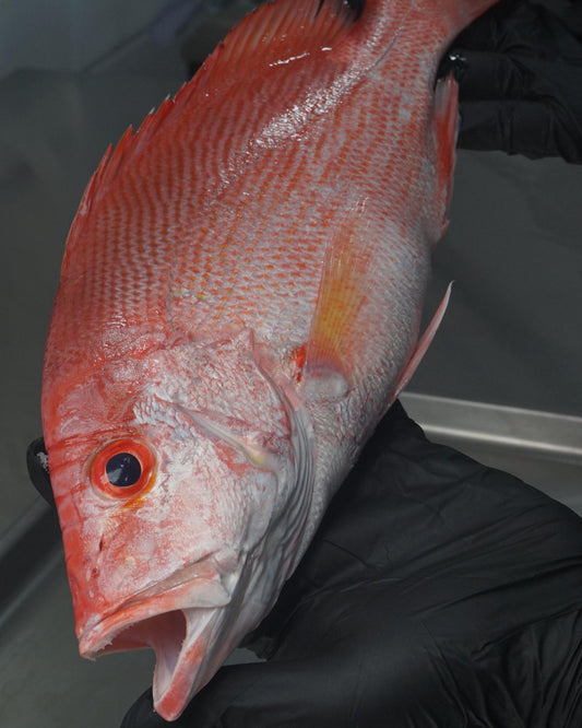 Fillet Ikan Kakap Merah