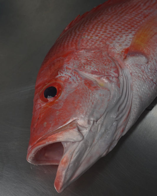 Fillet Ikan Kakap Merah