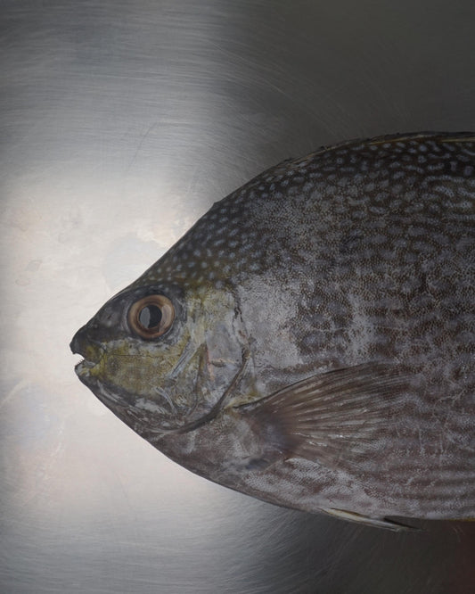 Fillet Ikan Baronang Tulis