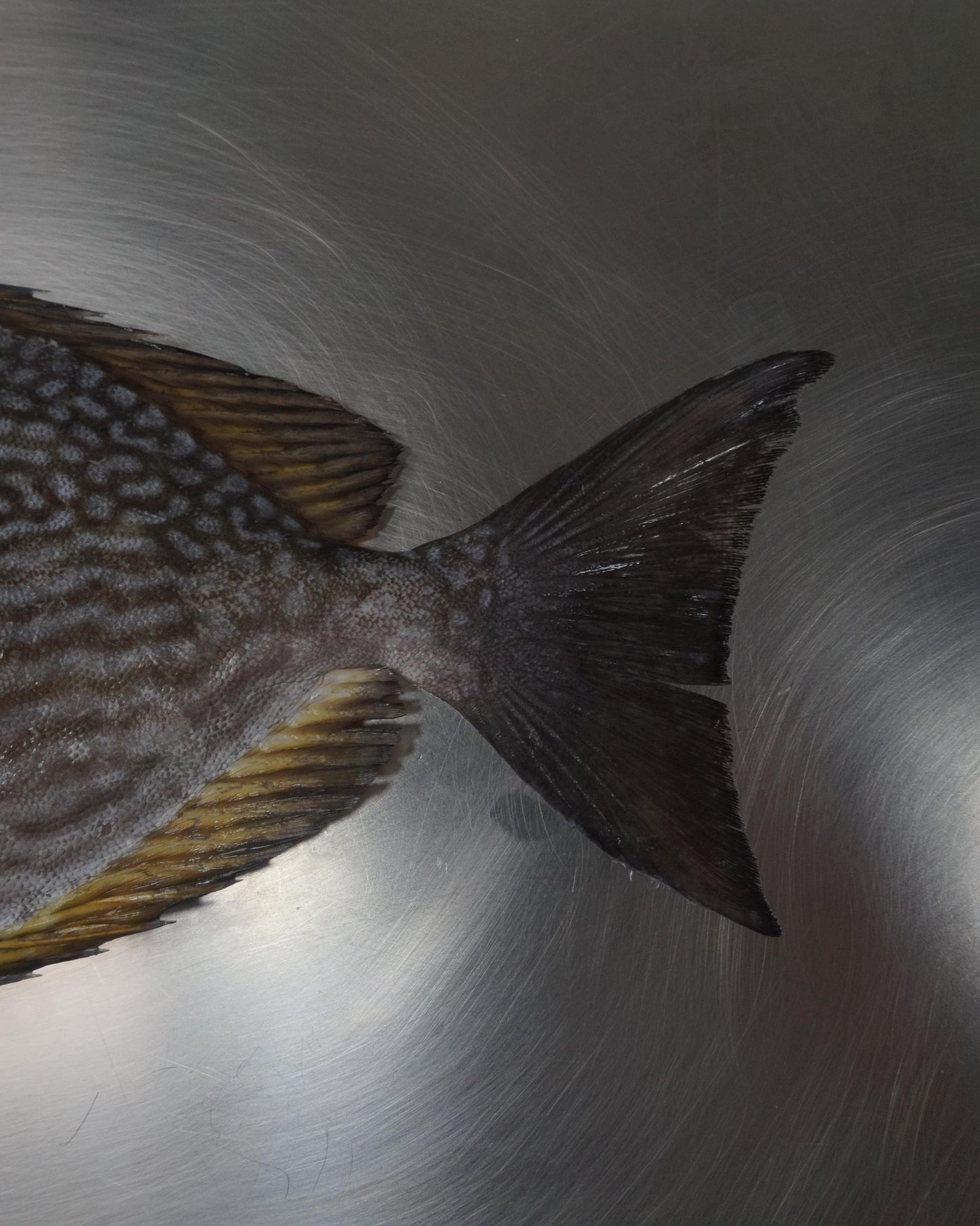 Fillet Ikan Baronang Tulis