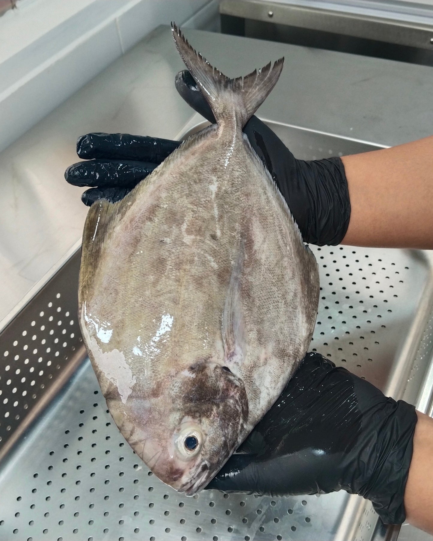 Filet Ikan Dorang - Bawal Hitam