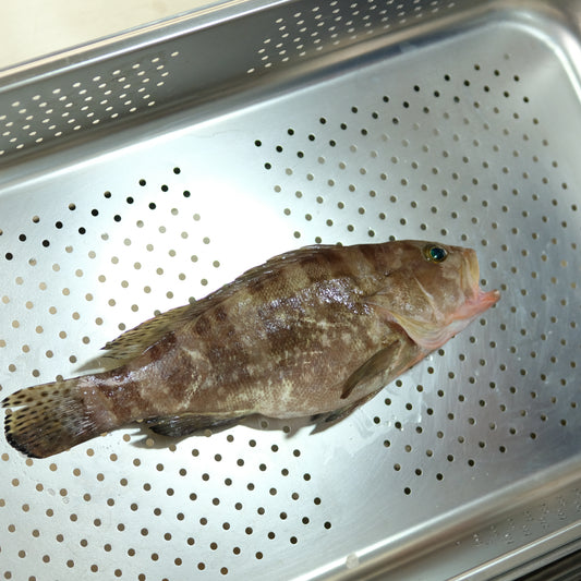 Kerapu fillet