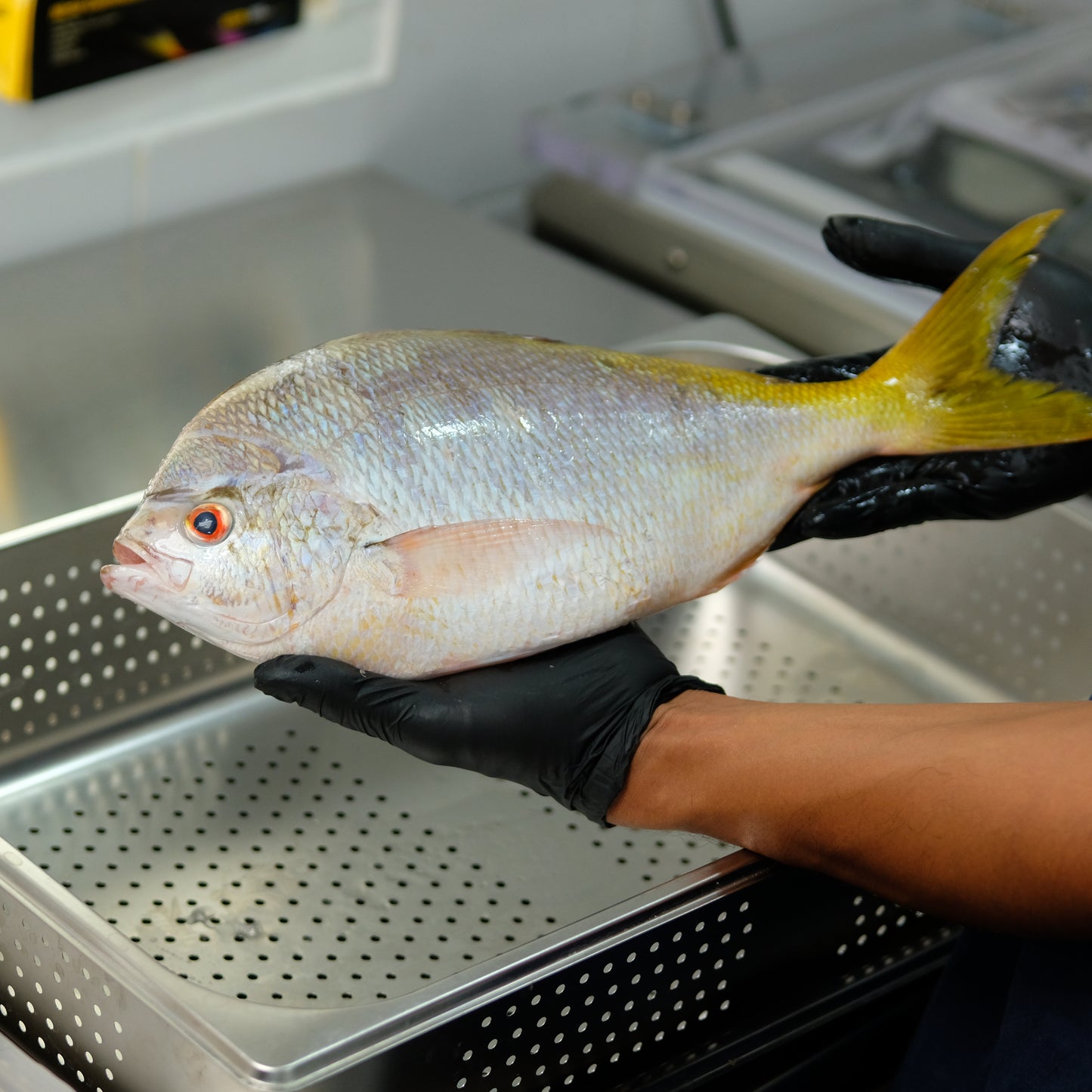 Ekor Kuning Utuh ( Sudah Dibersihkan )