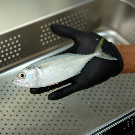 Ikan Kembung Utuh ( Sudah Dibersihkan )