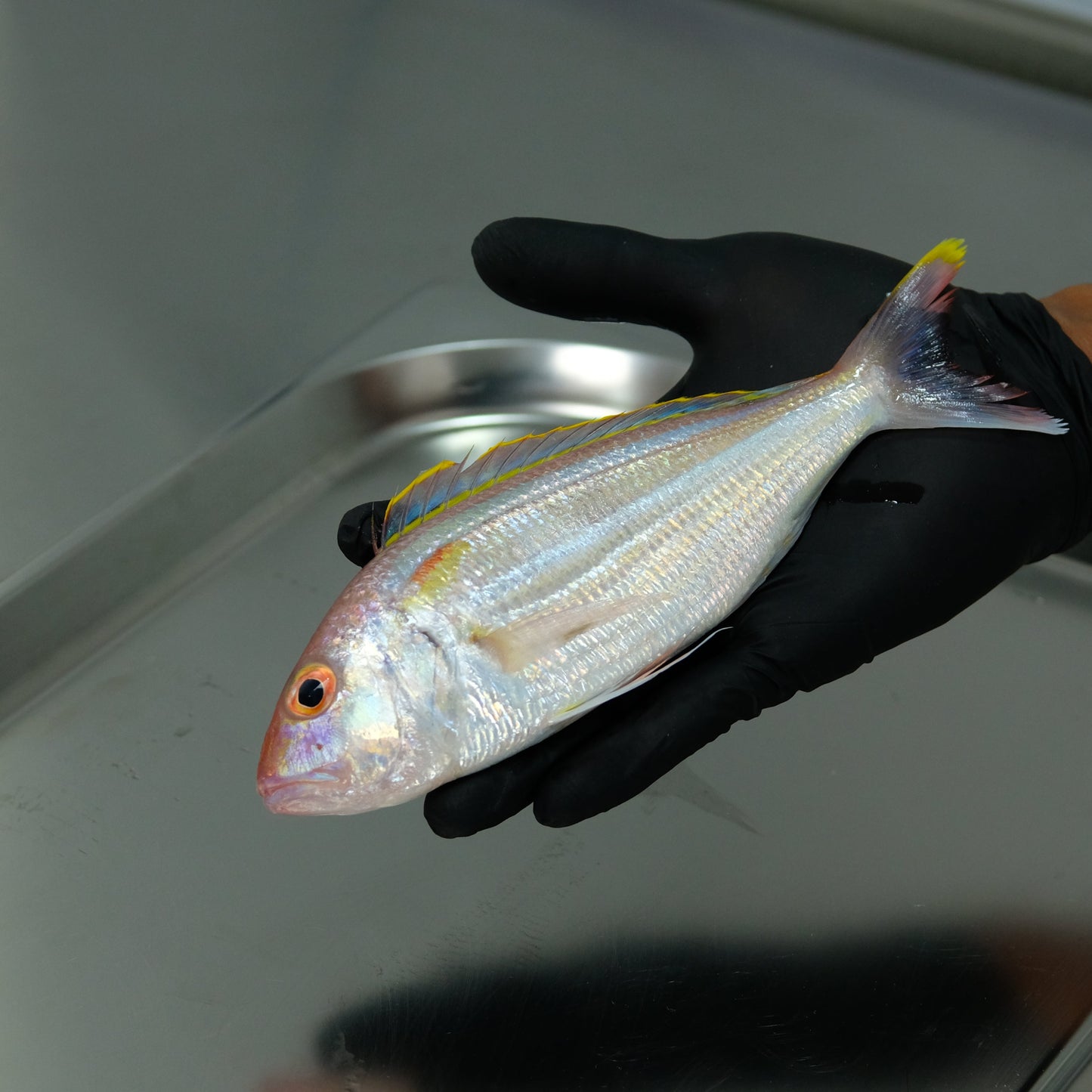 Ikan Kurisi Utuh ( Sudah Dibersihkan )