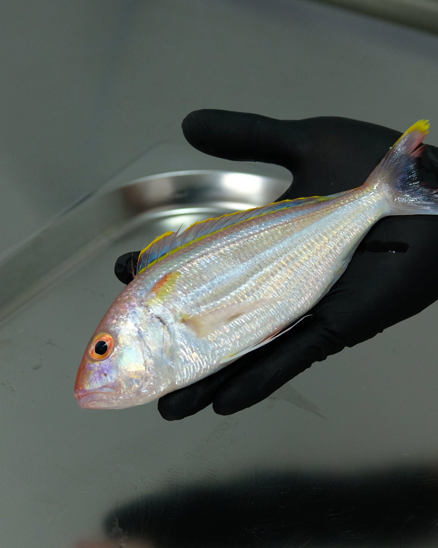 Ikan Kurisi Utuh ( Sudah Dibersihkan )