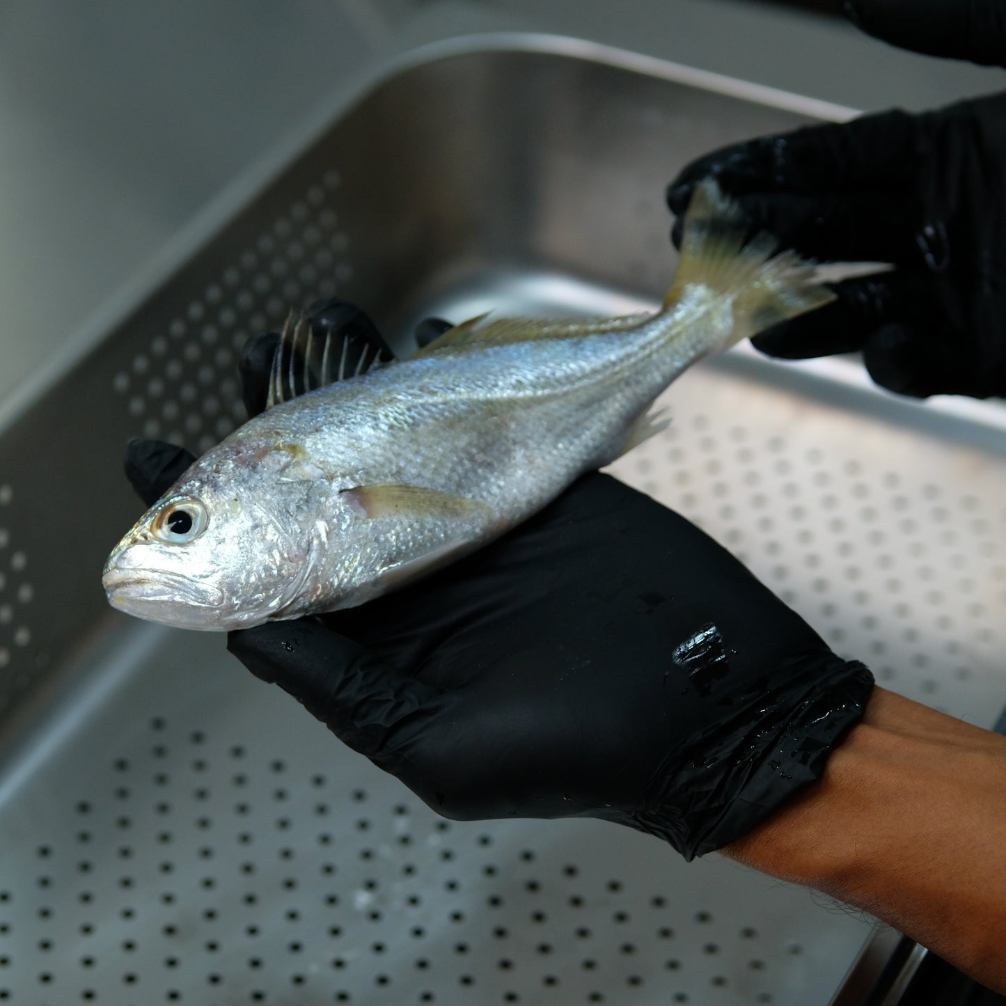 Ikan Gulama Utuh - Silver Croaker ( Sudah Dibersihkan )