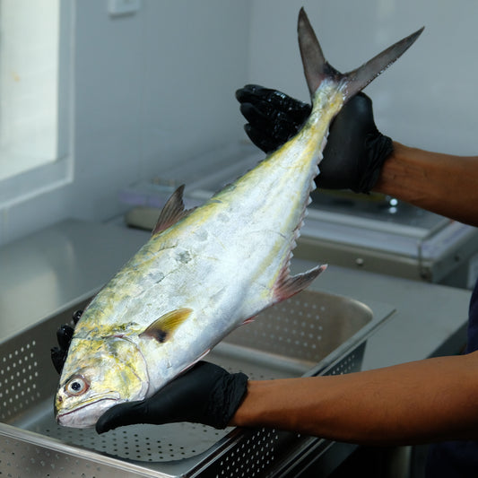 Fillet Talang Tanpa Kulit - Queenfish