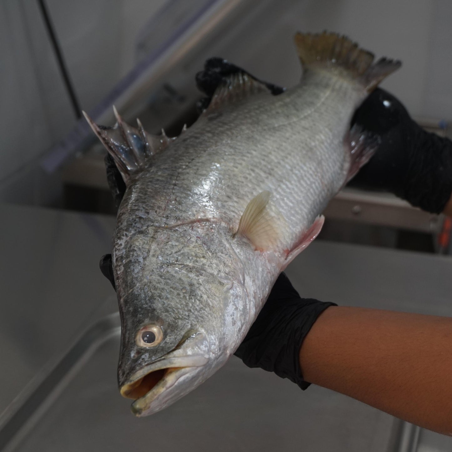 Fillet Ikan Kakap Putih Baramundi