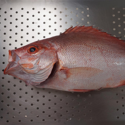Kakap Merah Fillet Skin On