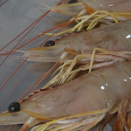 Udang Jerbung Super