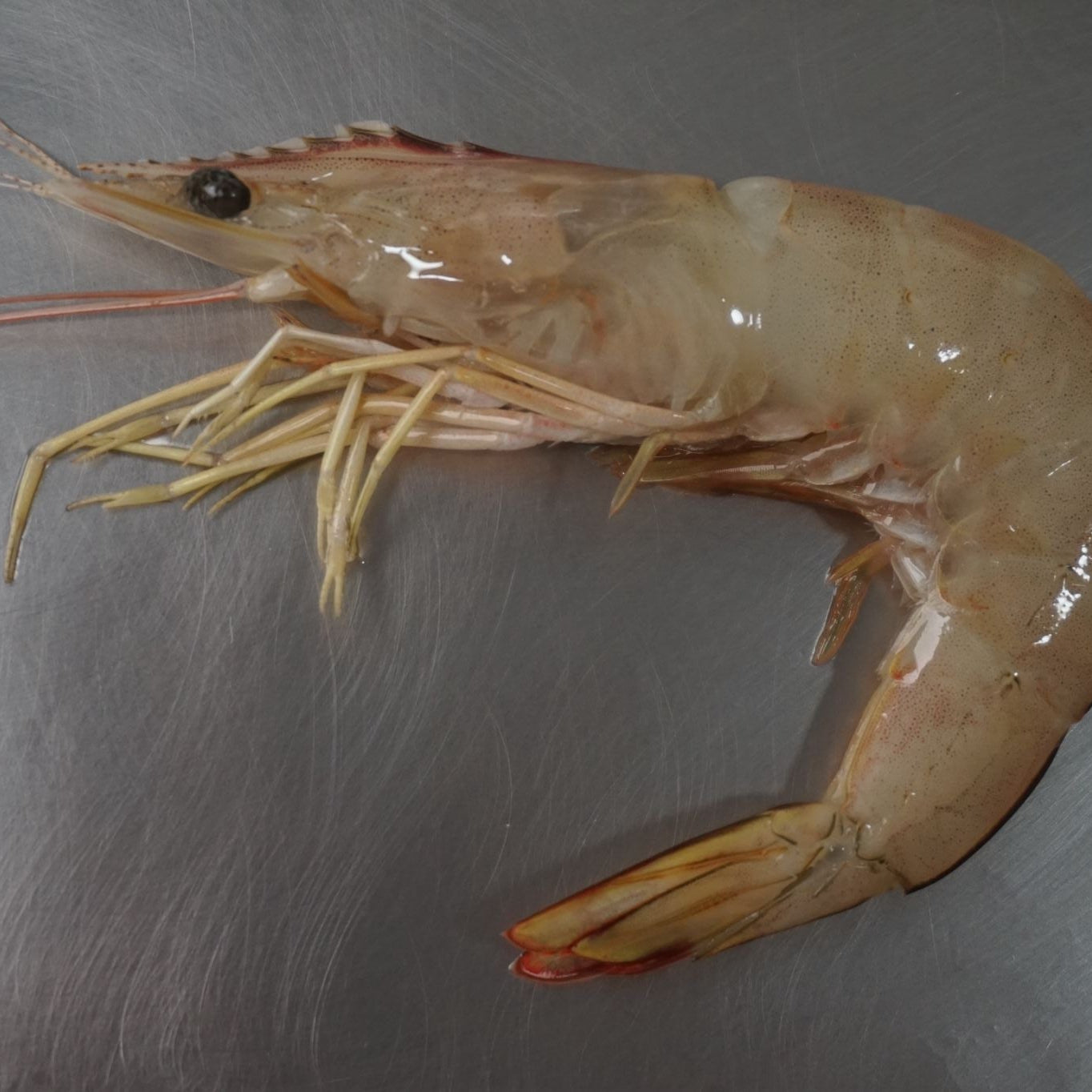 Udang Laut Jerbung Besar ( L )