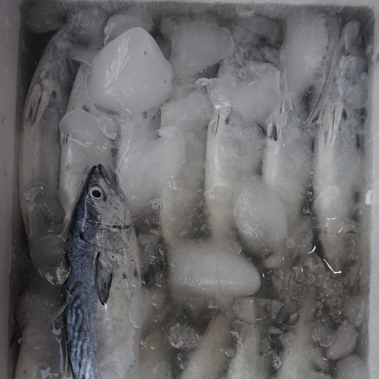 Tongkol Batik Fillet