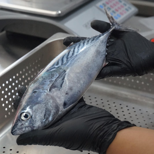 Fillet Ikan Tongkol Batik Tanpa Kulit