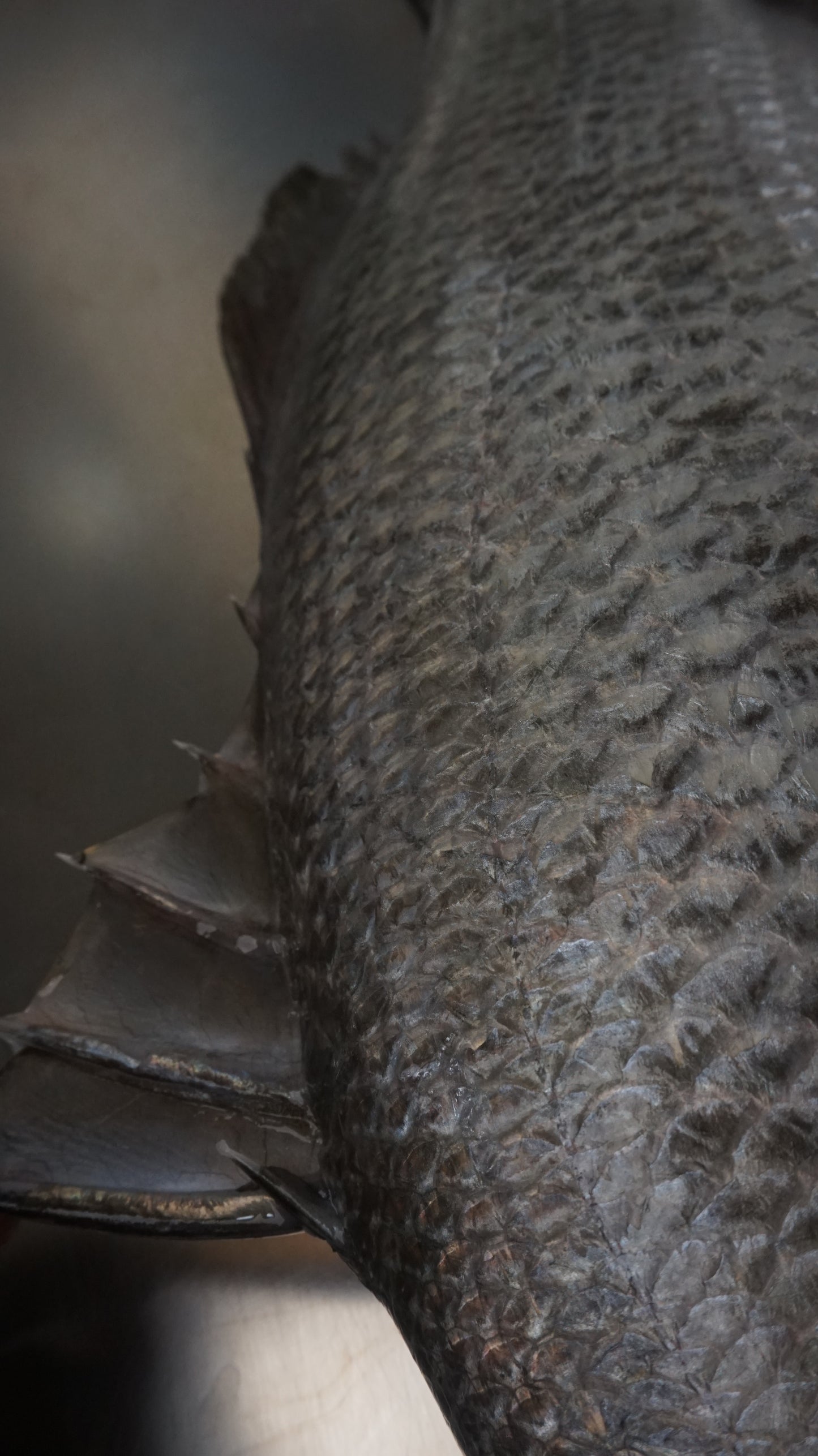 Fillet Ikan Kakap Putih Baramundi