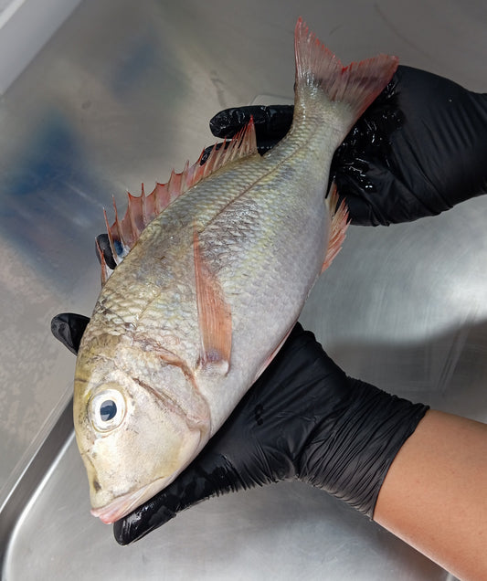 Fillet Ikan Lencam Emperor