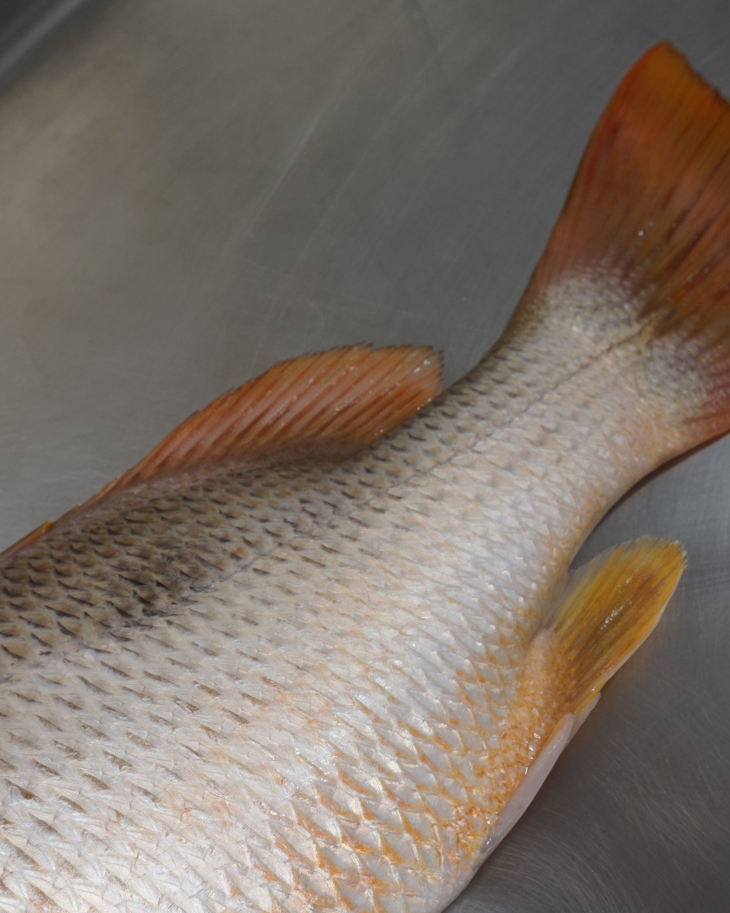 Ikan Kakap Emas Utuh - Jenaha ( Sudah Dibersihkan )