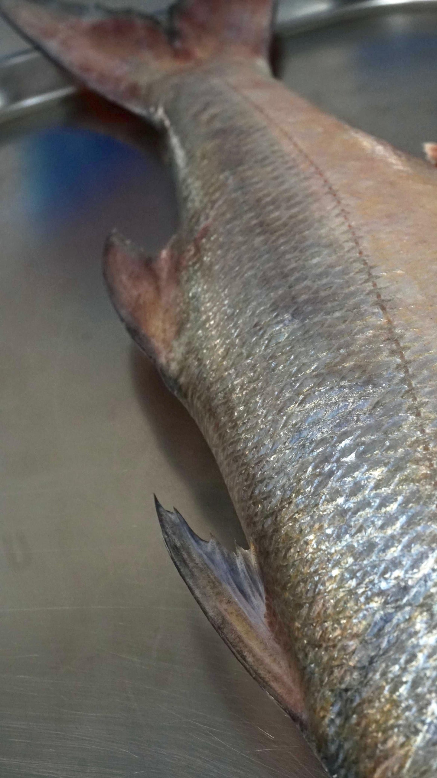 Fillet Ikan Senangin - FourFinger Threadfins