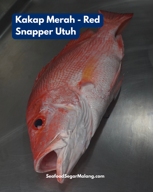 Ikan Kakap Merah Utuh