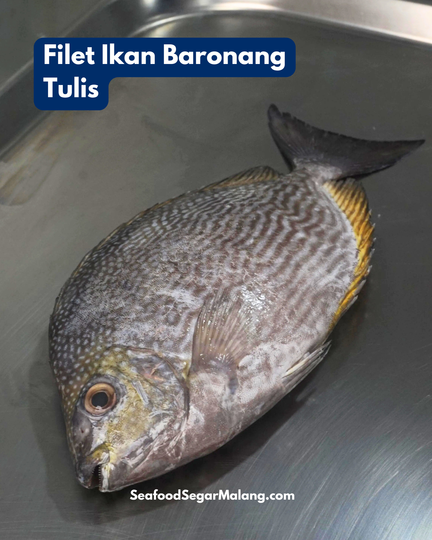 Fillet Ikan Baronang Tulis