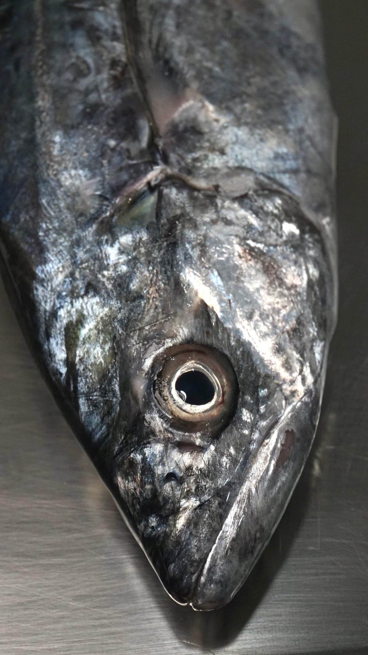 Tenggiri Papan Fillet