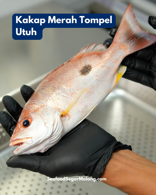 Kakap Merah Tompel Utuh