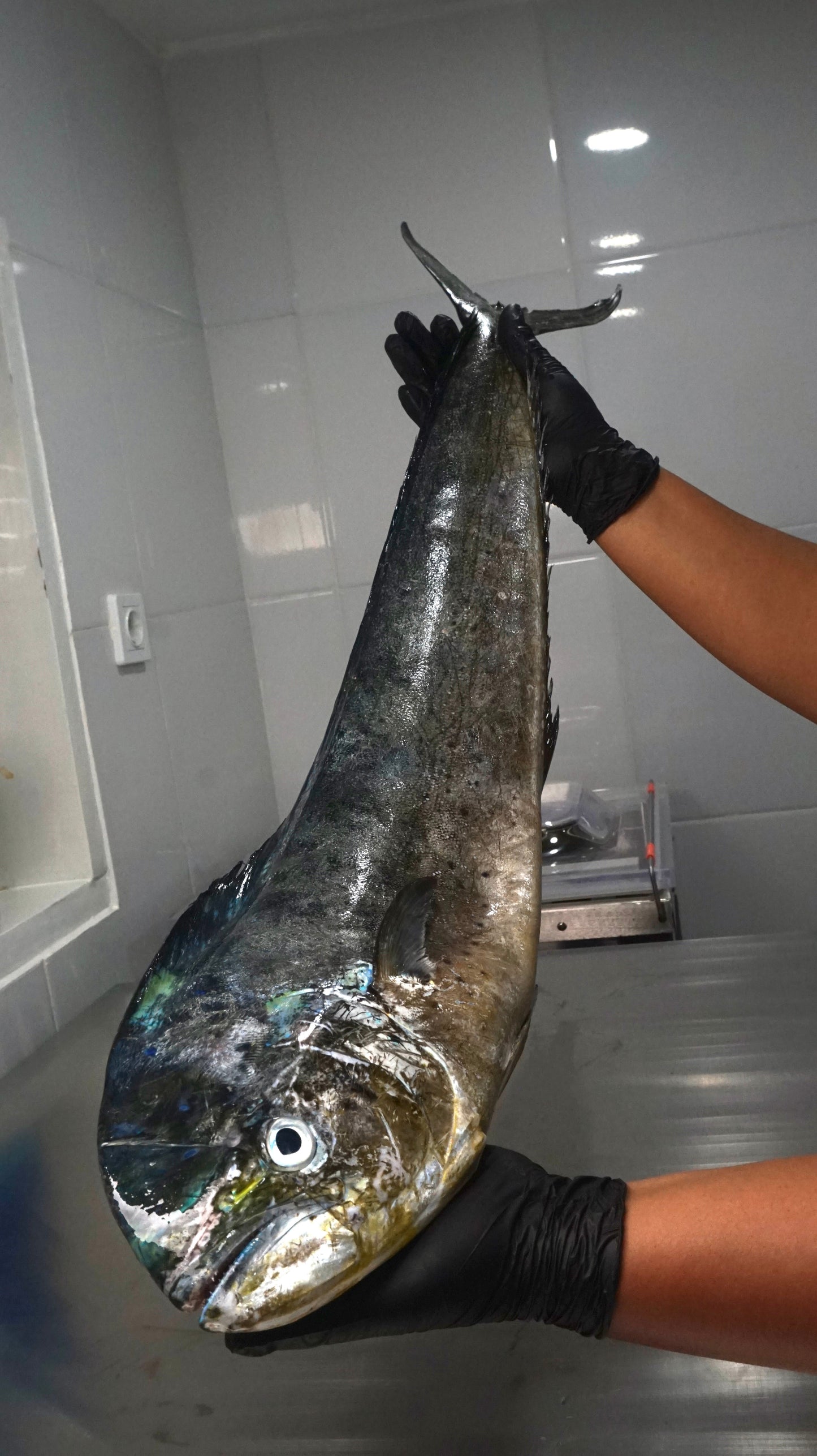 Fillet Ikan Mahi Mahi Tanpa Kulit - Lemadang