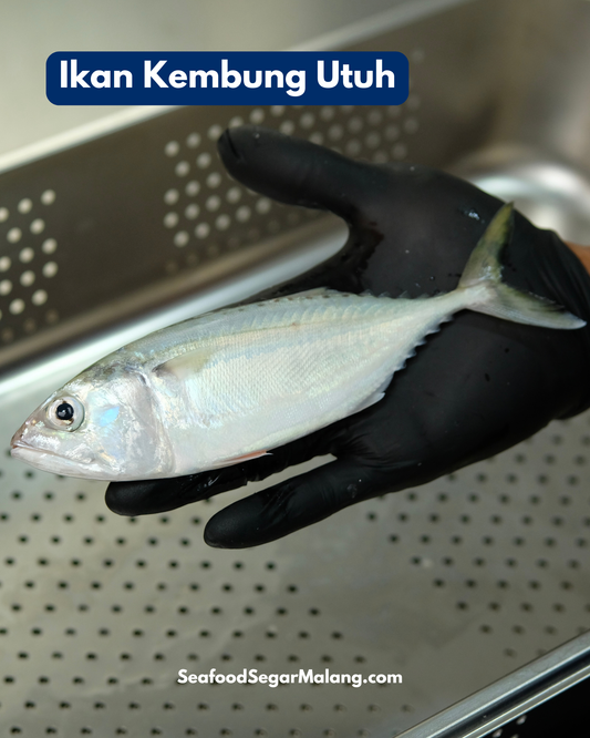 Ikan Kembung Utuh ( Sudah Dibersihkan )