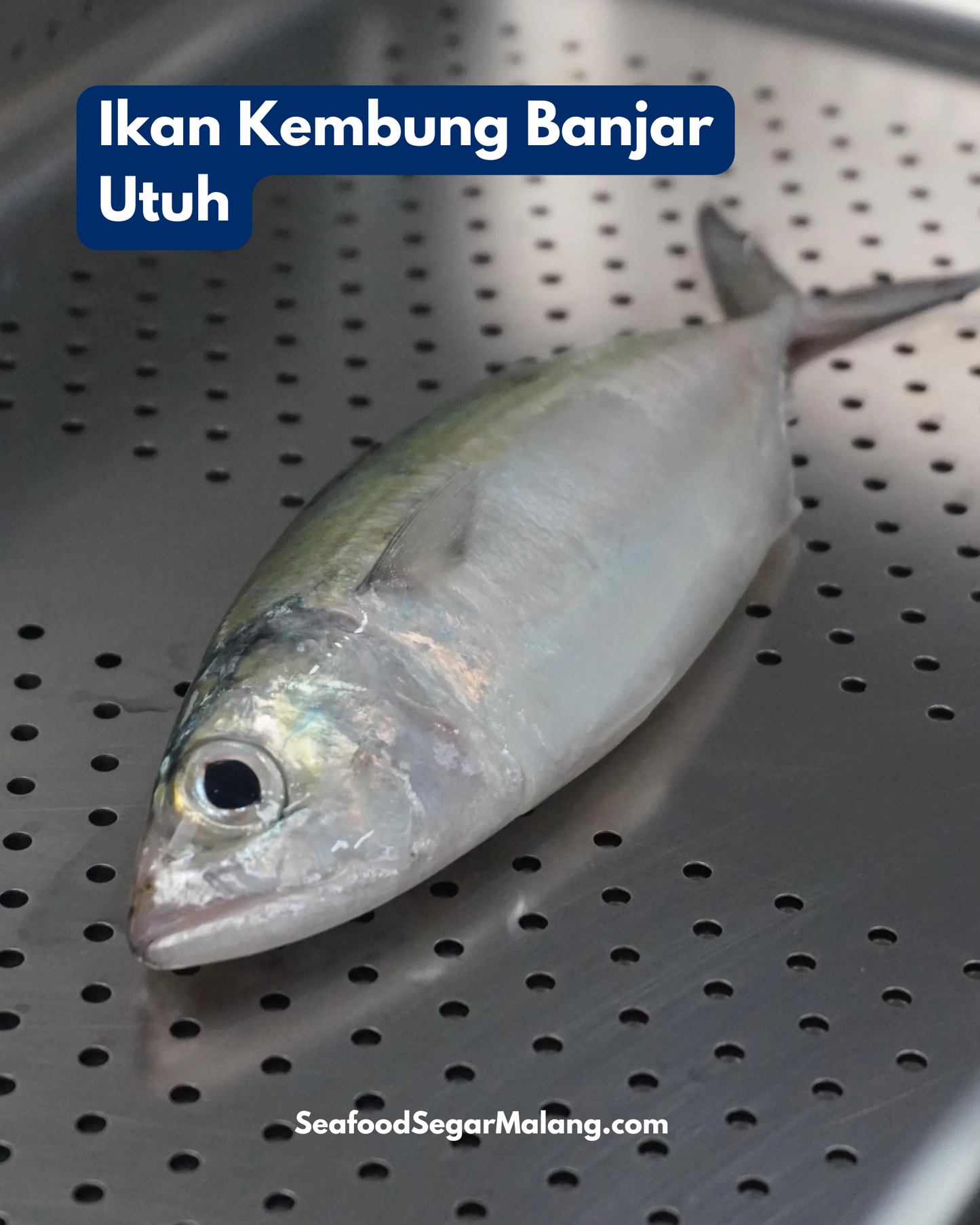 Ikan Kembung Banjar Utuh ( Sudah Dibersihkan )