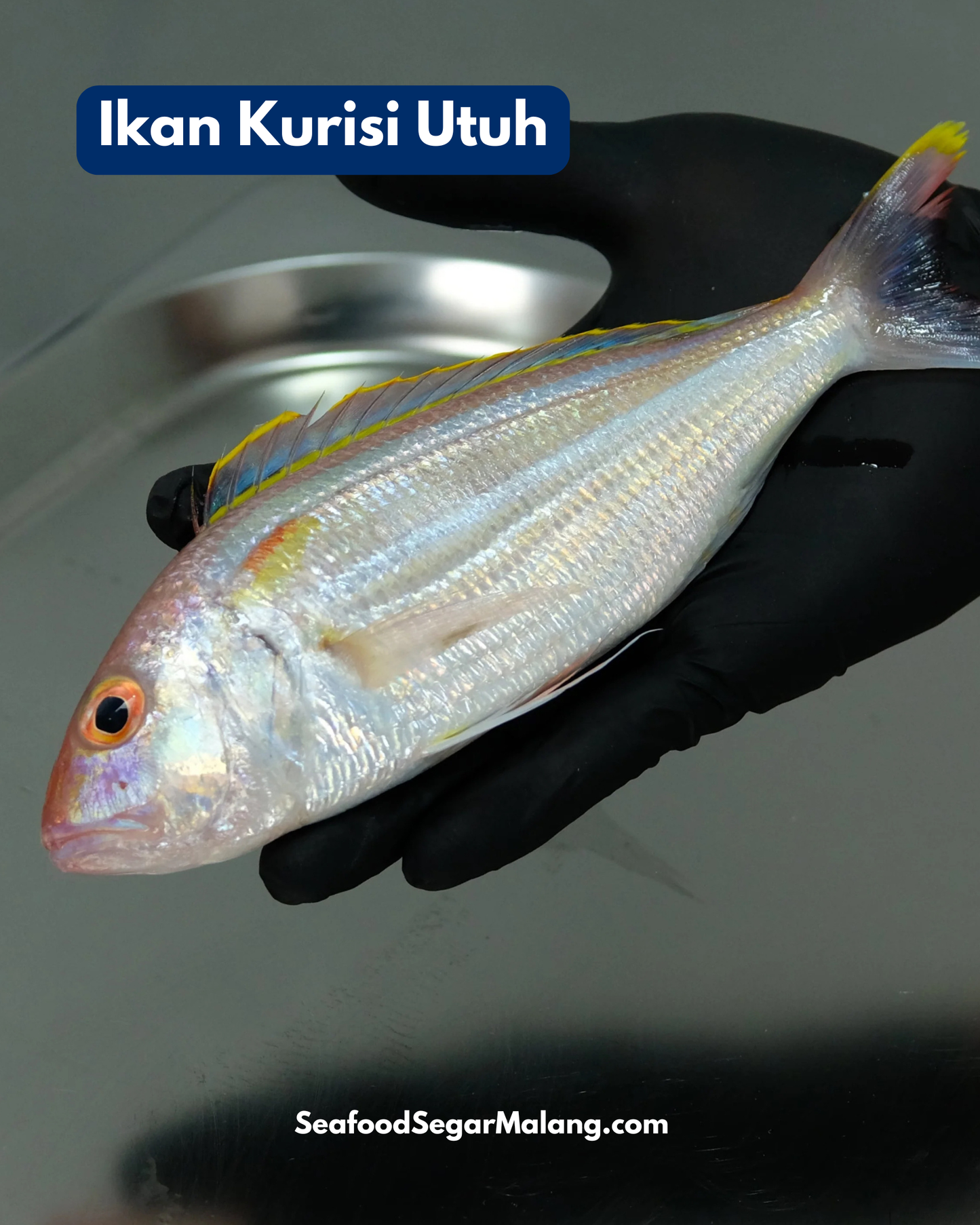 Ikan Kurisi Utuh ( Sudah Dibersihkan )