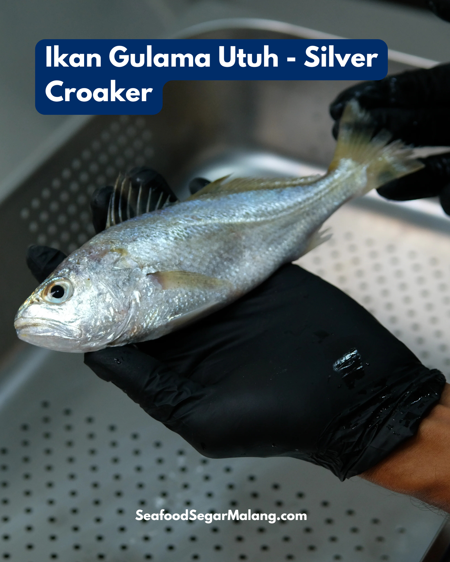 Ikan Gulama Utuh - Silver Croaker ( Sudah Dibersihkan )